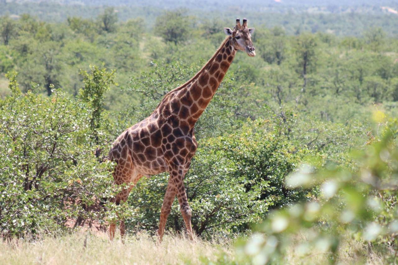 African Rock Lodge 호에드스프뤼트 외부 사진